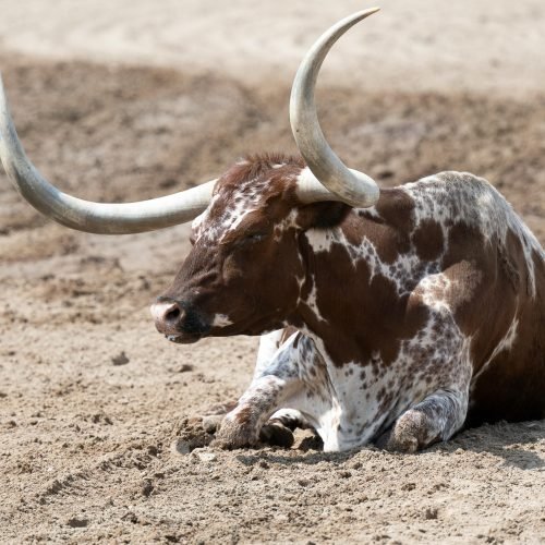 Brown texas longhorn lying on the ground